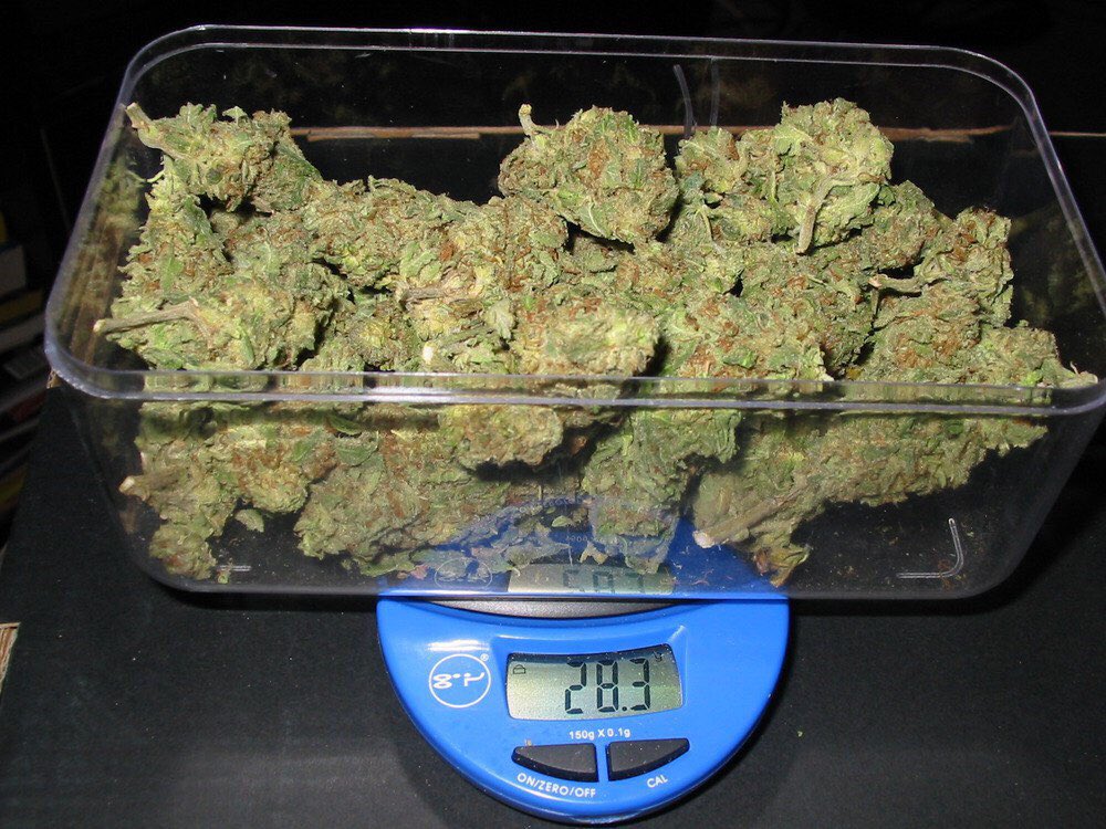 Сколько грамм с 1 куста марихуаны скачать браузер тор для мака гирда